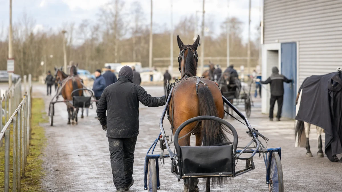 Travmiljö som illustrerar jim fricks stipendium öppnade med 30 000 kronor till unga i travet.