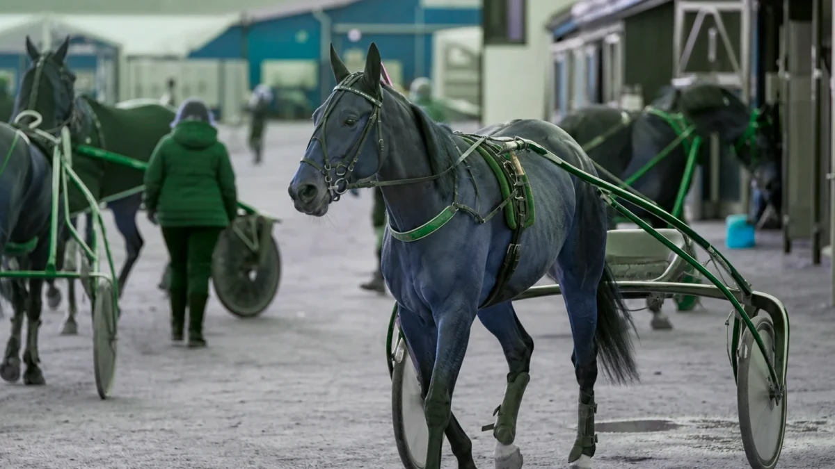 Travmiljö som illustrerar travaren lanserades som möjlig ny ölenhet inför elitloppet.