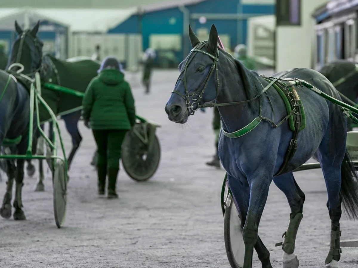 Travmiljö som illustrerar travaren lanserades som möjlig ny ölenhet inför elitloppet.