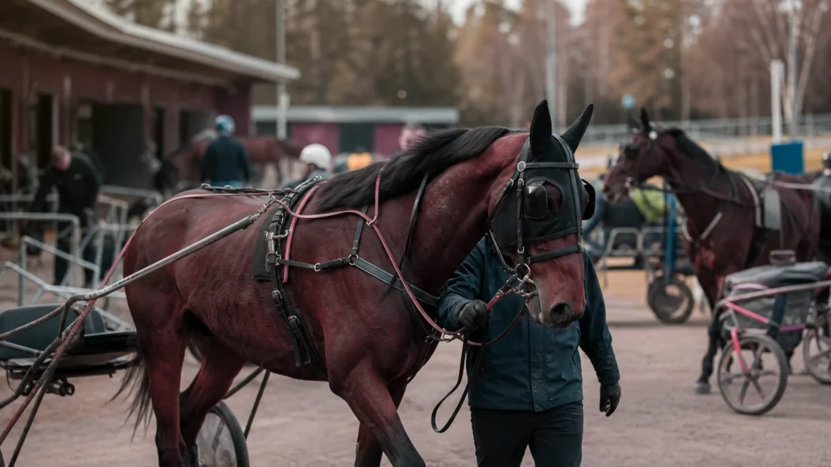 Travmiljö som illustrerar flexplats på hovslagarutbildningen öppnar ny väg in i yrket.