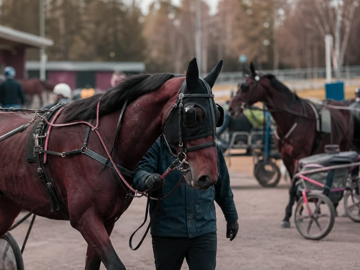 Travmiljö som illustrerar flexplats på hovslagarutbildningen öppnar ny väg in i yrket.