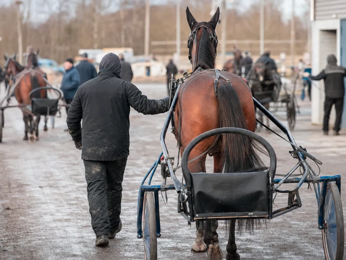 Travmiljö som illustrerar riksdagens hästnätverk besökte solvalla travskola och stallbacke.