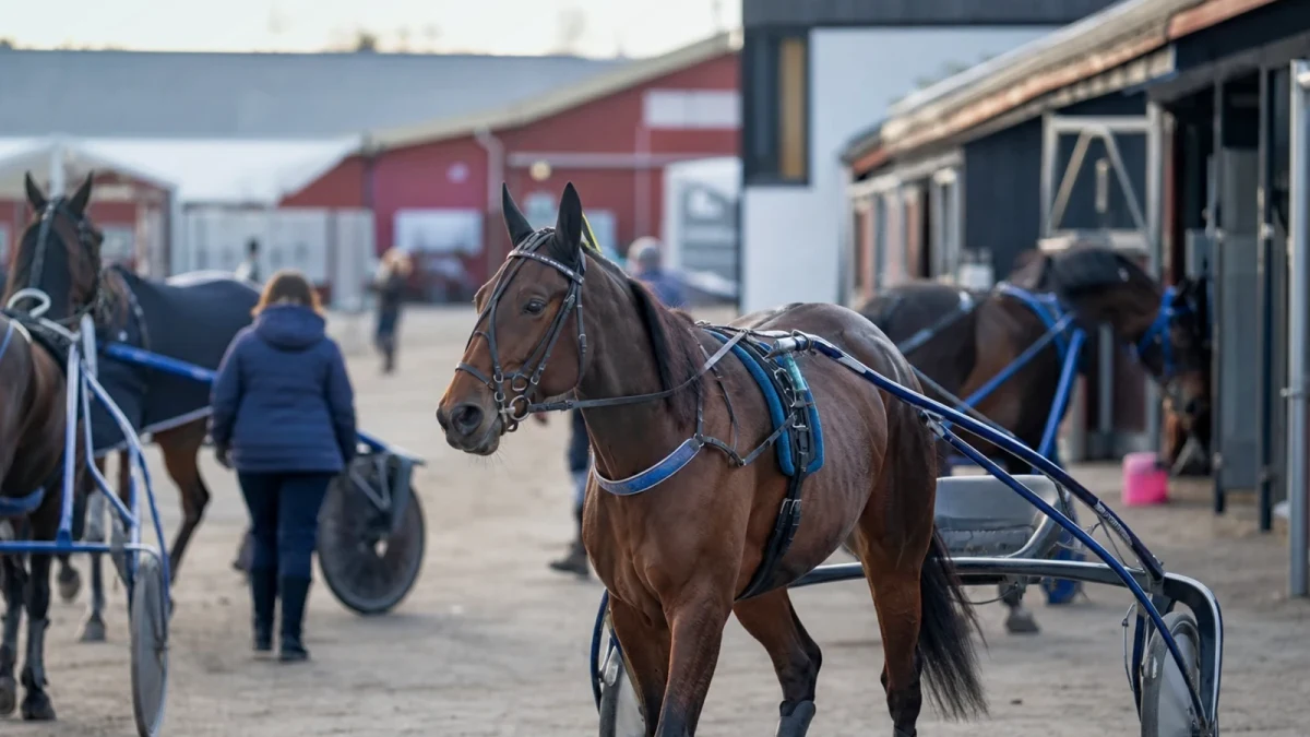 Travmiljö som illustrerar bollnästravets provloppsdagar lockar 40 till 50 ekipage.