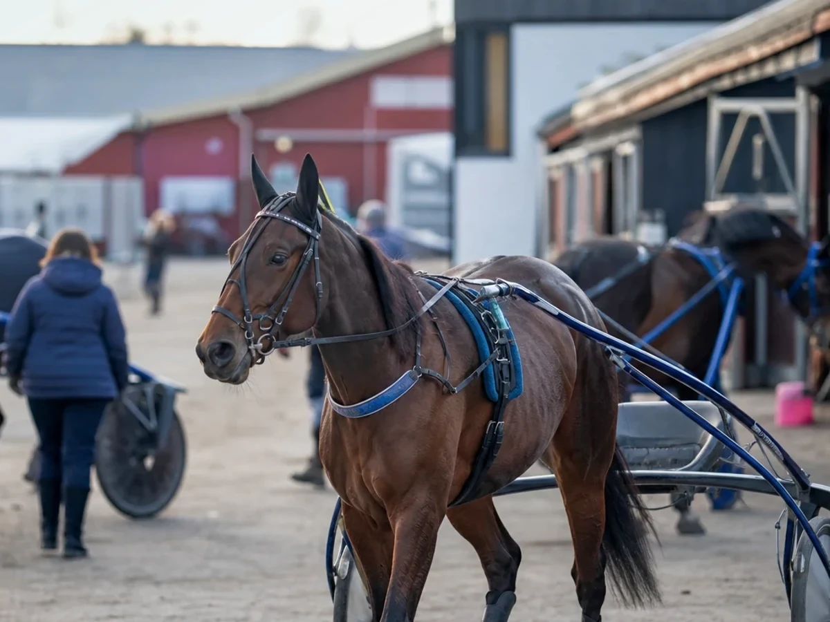 Travmiljö som illustrerar bollnästravets provloppsdagar lockar 40 till 50 ekipage.